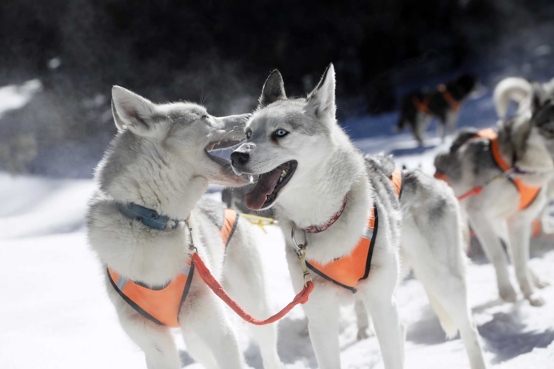 Chiens de traineaux