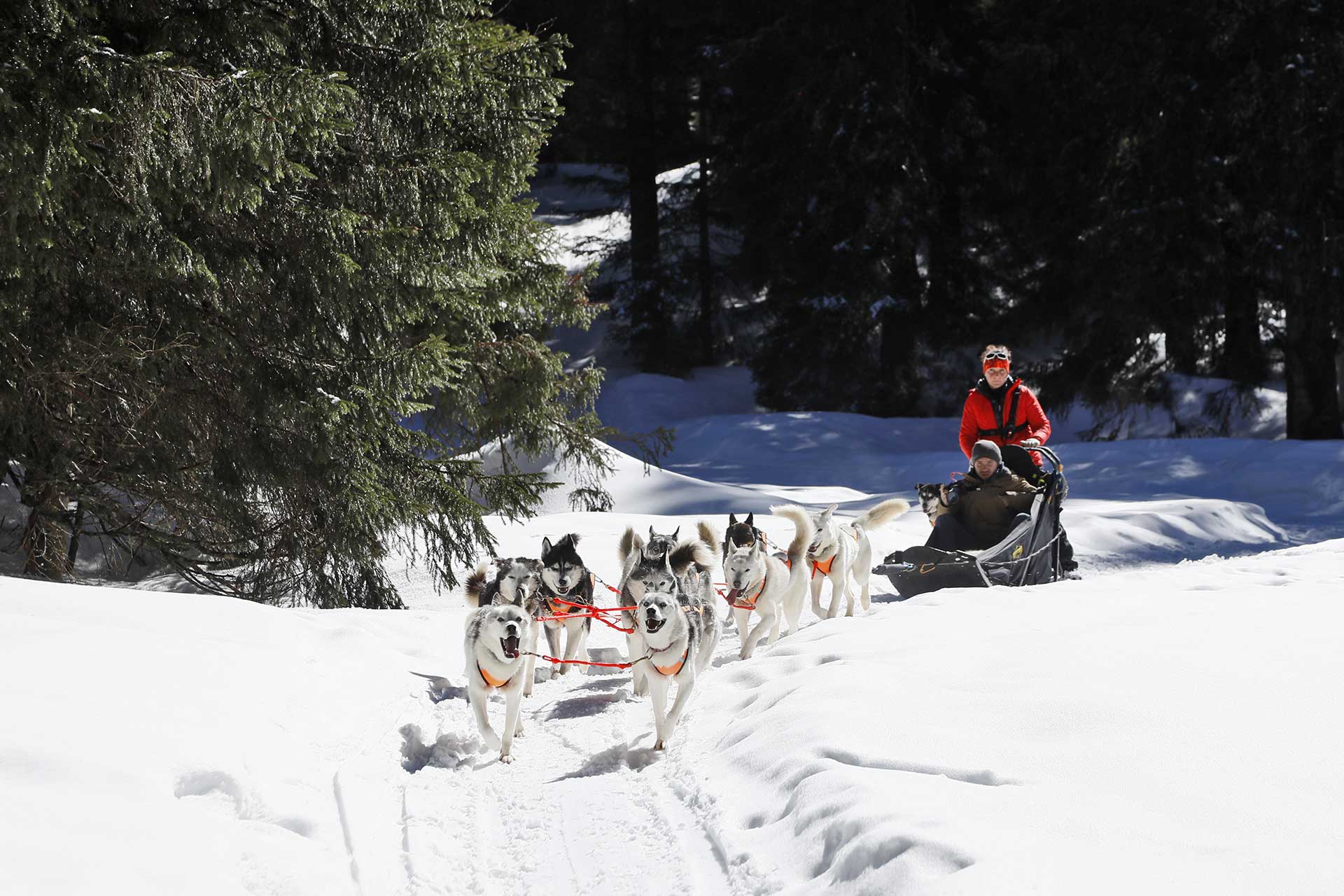 Baptême en chiens de traineaux