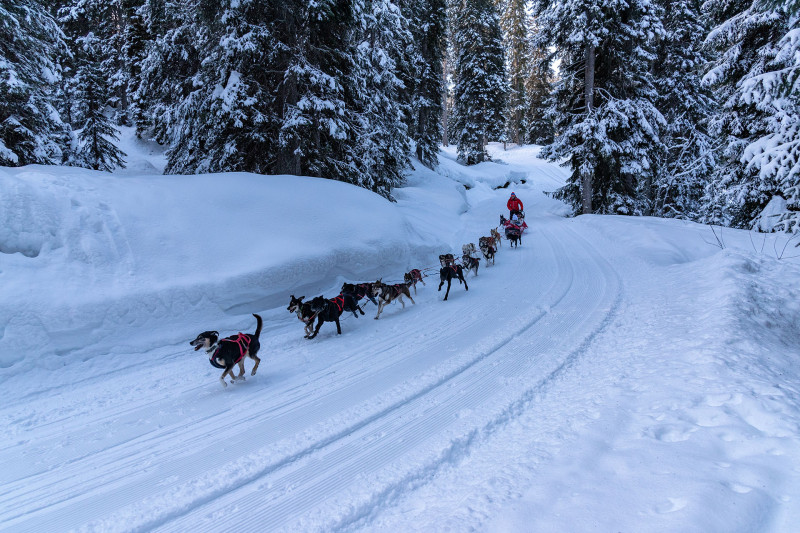 Chiens de traîneaux