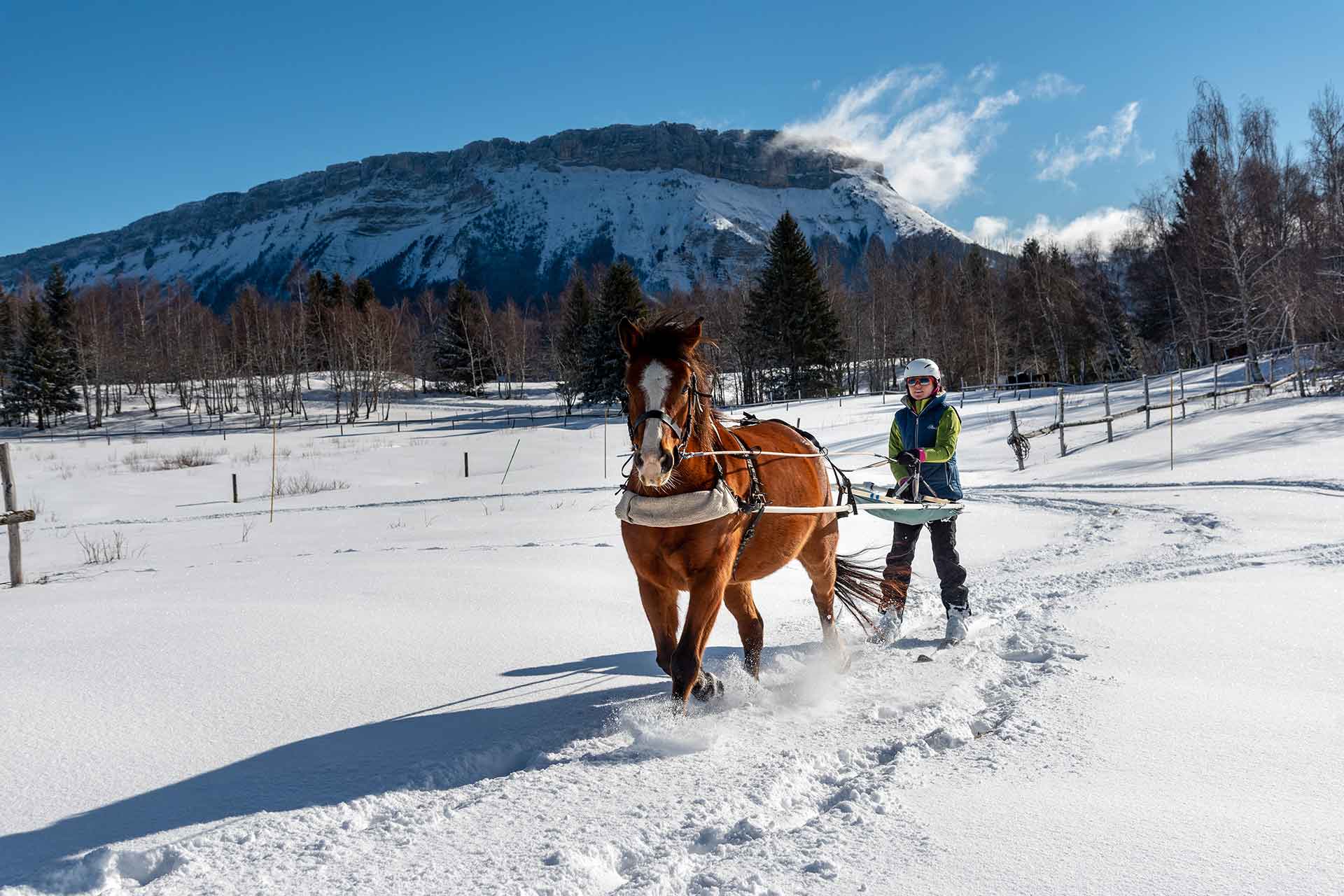Ski-joëring pour adulte avec un cheval