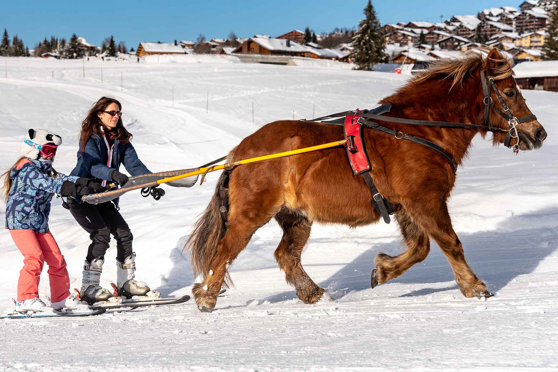 Ski-joëring pour adulte et enfant