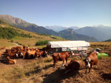 traite_vaches.jpg
