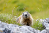 marmotte.jpg