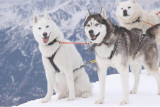 chiens_de_traineu_apidae6.jpg