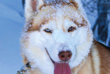 chiens_de_traineu_apidae7.jpg