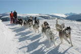 Chiens de Traineau_Saint François Longchamp