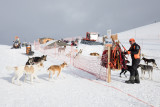 aussois-husky-adventure-chiens-de-traineau
