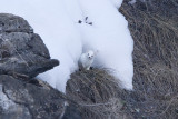 Hermine en hiver
