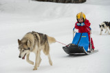Chiens de traîneaux