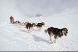 aussois-husky-adventure-chiens-de-traineau