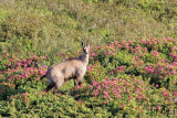 chamois_apidae.jpg