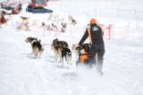 aussois-husky-adventure-chiens-de-traineau