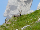 observation-faune-montagne