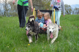 Enfants tirés par des chiens