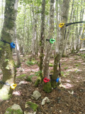 Village Tipi