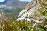 observation-decouverte-flore