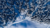 Forêt boréale des Saisies