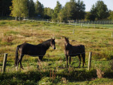 Cercle equestre