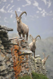 Bouquetins - Pralognan-la-Vanoise