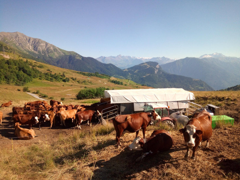 traite_vaches.jpg
