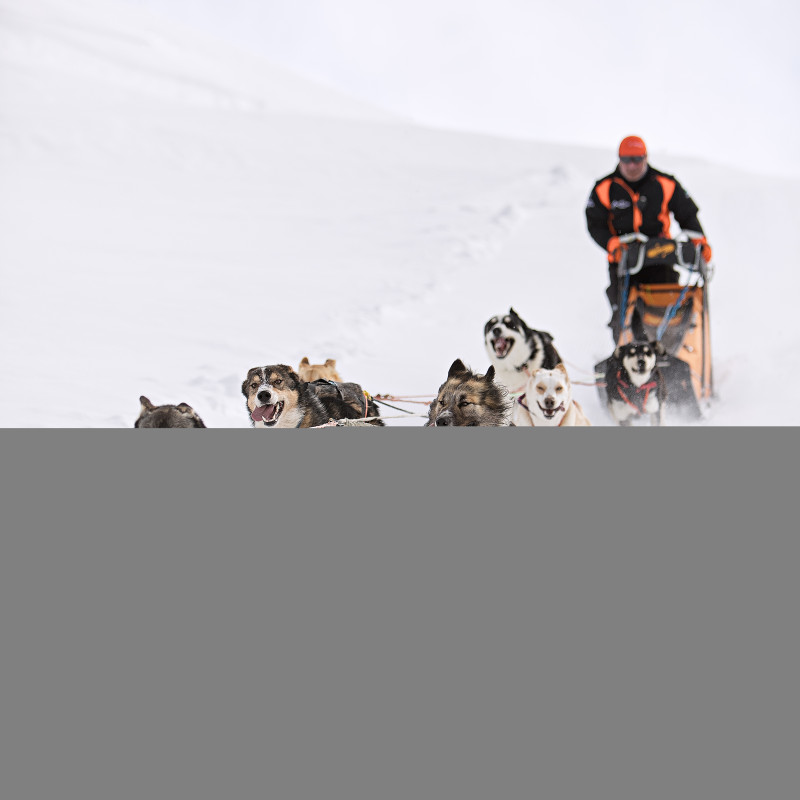 aussois-husky-adventure-chiens-de-traineau