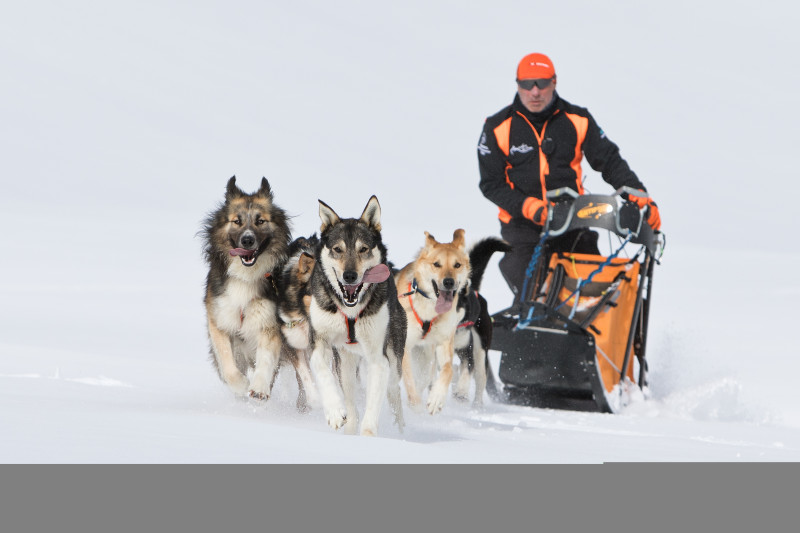 aussois-husky-adventure-chiens-de-traineau