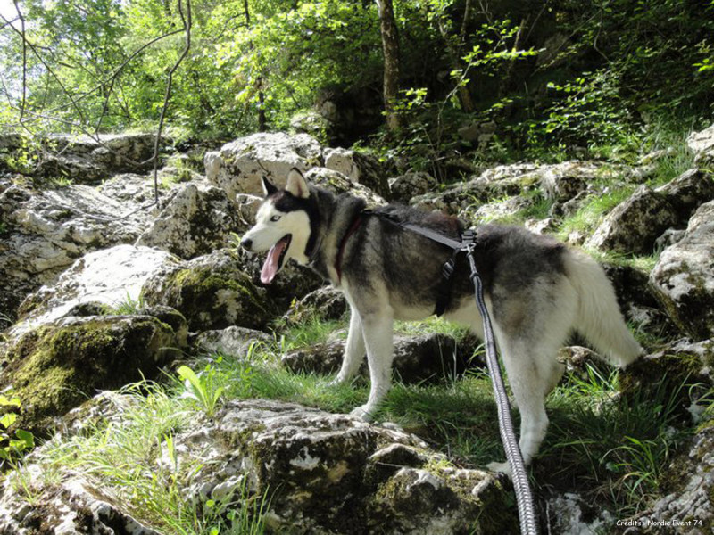 Chien - © Nordic Event 74 Chien