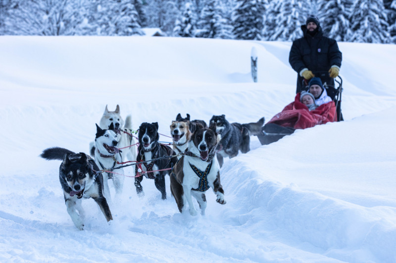 Chiens de traîneaux