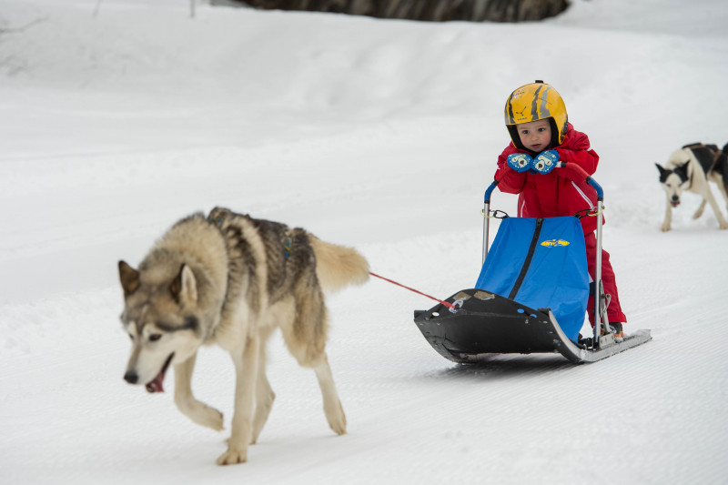 Chiens de traîneaux