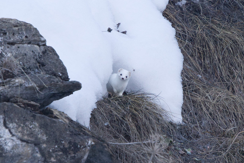 Hermine en hiver - © O. Trompette Hermine en hiver