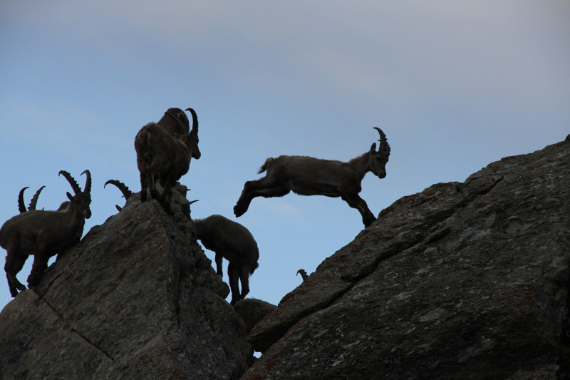 Bouquetins en Beaufortain