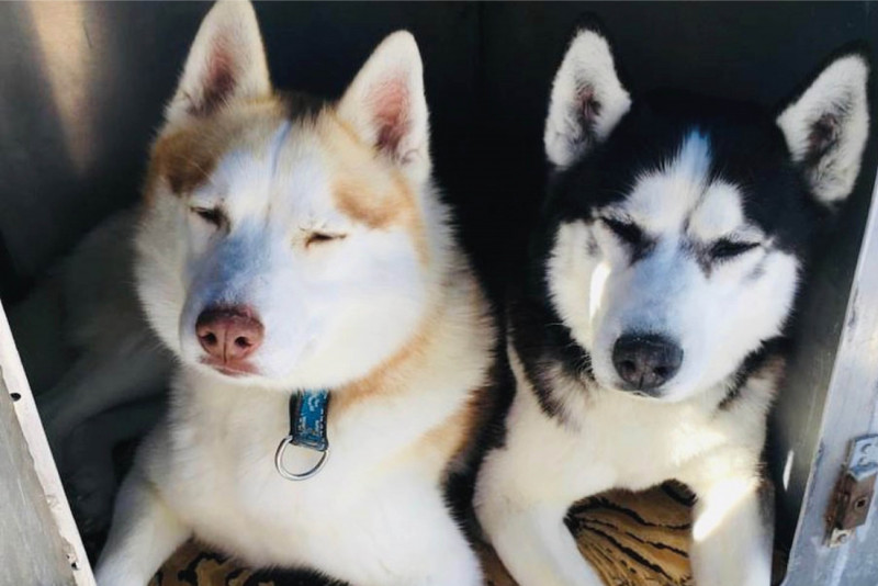 chiens_de_traineu_apidae8.jpg chiens_de_traineu_apidae8.jpg