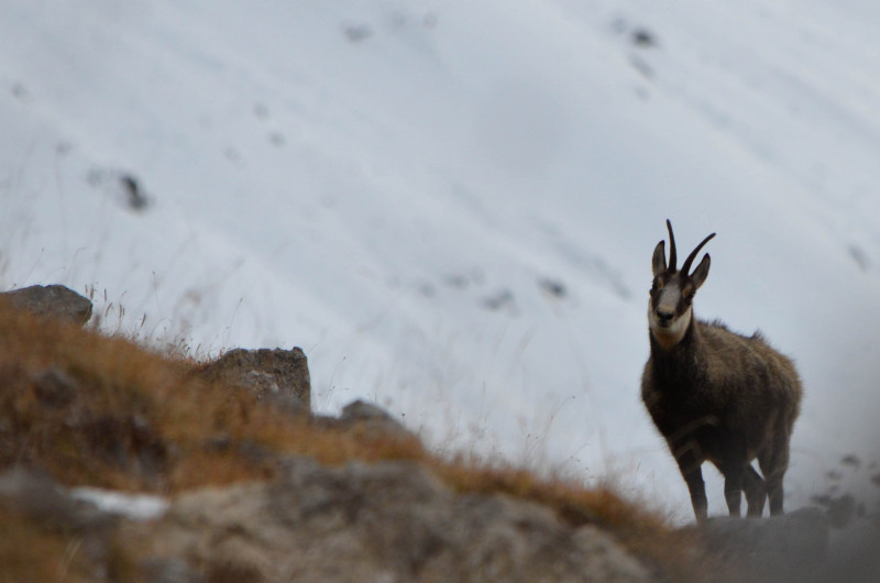 Chamois dans la neige Valloire - © Stéphane Gley Chamois dans la neige Valloire