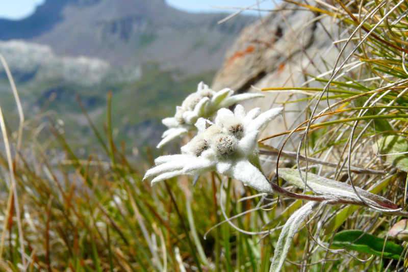 observation-decouverte-flore