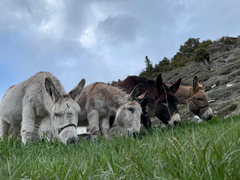 Anes Vanoise à Val Cenis-Lanslebourg - © Yvan Anes Vanoise à Val Cenis-Lanslebourg