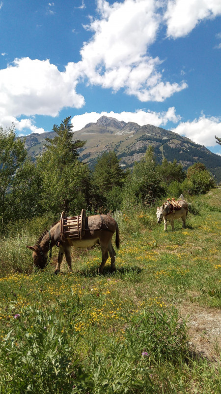 Anes Vanoise à Val Cenis-Lanslebourg - © Yvan Anes Vanoise à Val Cenis-Lanslebourg