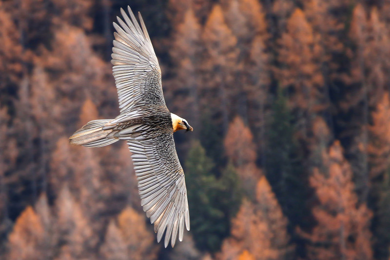 Le gypaète barbu en vol