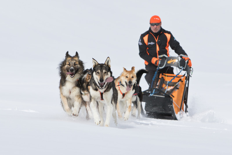 aussois-husky-adventure-chiens-de-traineau - © Husky Adventure aussois-husky-adventure-chiens-de-traineau