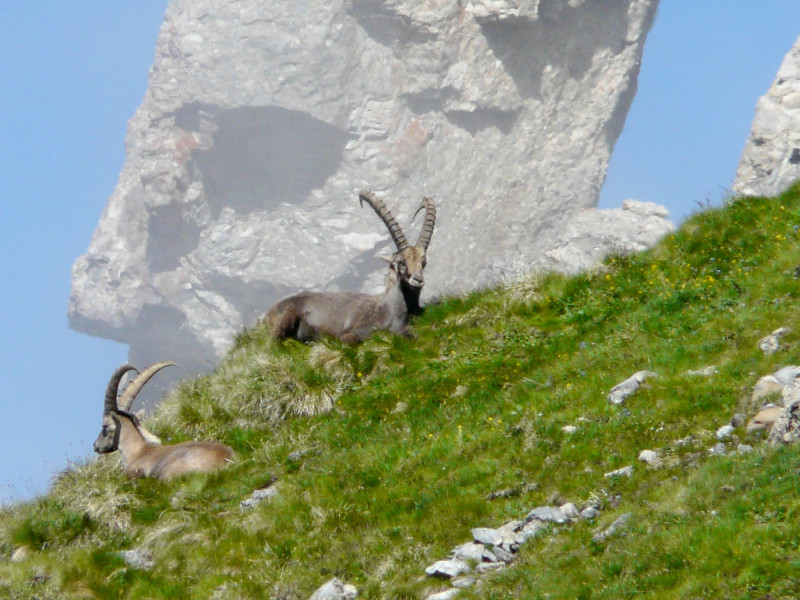 observation-faune-montagne - © Artitude observation-faune-montagne