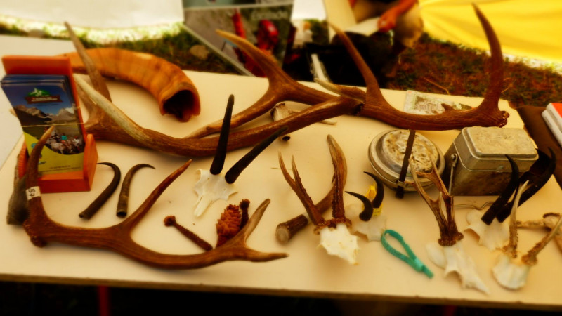 Bois de cervidés trouvés en montagne