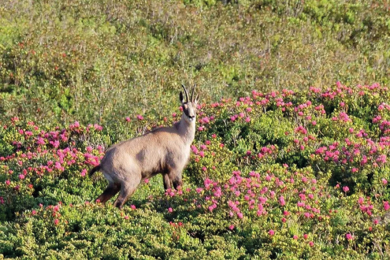 chamois_apidae.jpg chamois_apidae.jpg