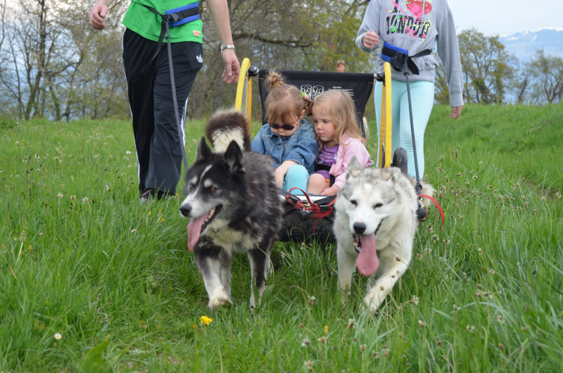 Enfants tirés par des chiens - © Nordic Event 74 Enfants tirés par des chiens