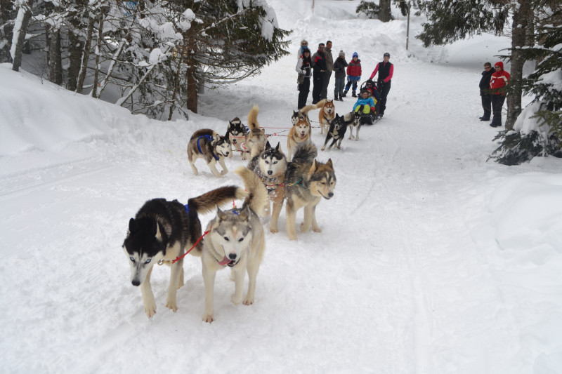 Traineau tiré par les chiens - © Nordic Event 74 Traineau tiré par les chiens
