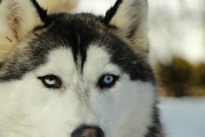 Chien - © Nordic Event 74 Chien