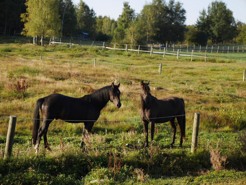 Cercle equestre - © Volte face Cercle equestre