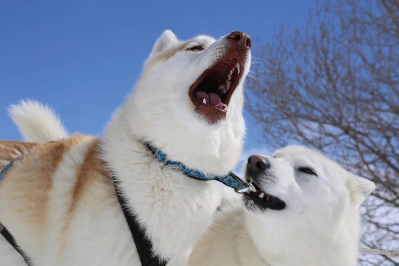 chiens_de_traineau_apidae3.jpg chiens_de_traineau_apidae3.jpg