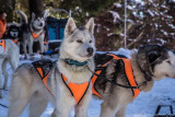 Baptême en traîneau à chiens