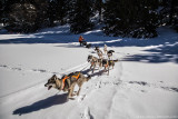 Baptême en traîneau à chiens