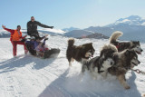 chiens_de_traineau_apidae2.jpg