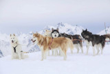 chiens_de_traineu_apidae4.jpg